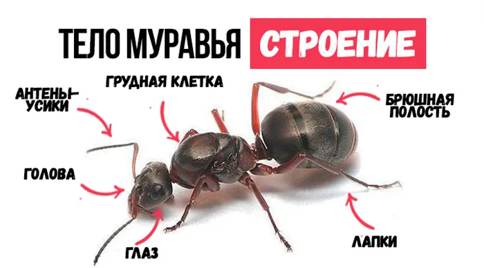 Как работают муравьи: особенности строения