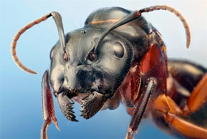 Крупный план муравьев