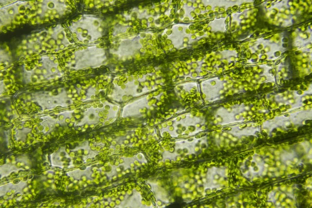 Микроскопические клетки водорослей