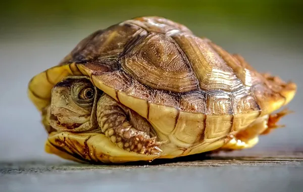 Панцирь черепахи