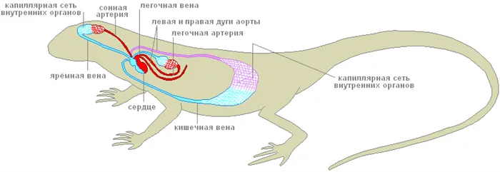 Система кровообращения рептилий.