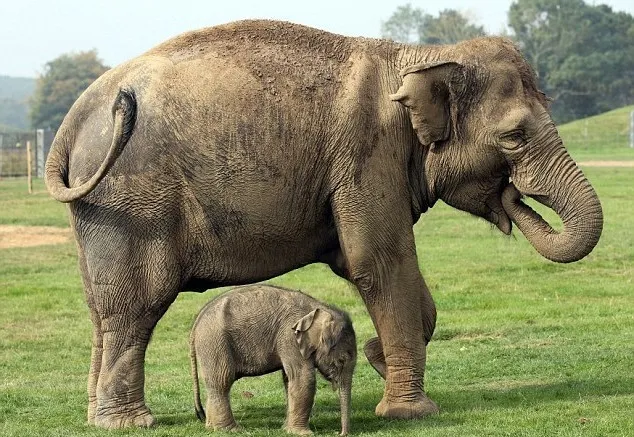 Детеныш слона и фотографии слонов