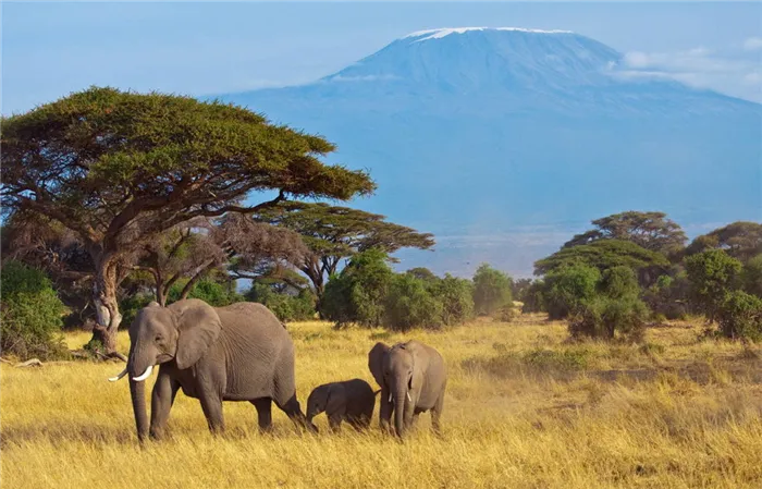 Фотографии африканского слона