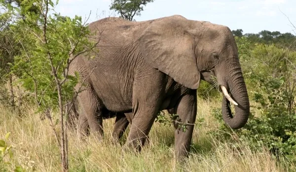 Foto:Африканский слон большой слон