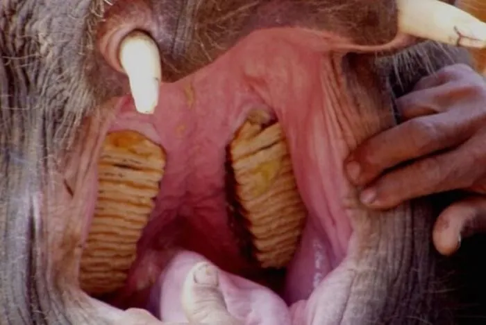 Чистка зубов слона.