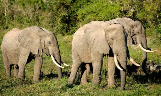 Африканские лесные слоны