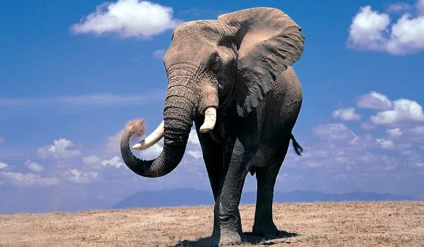 Foto: Красная книга африканского слона