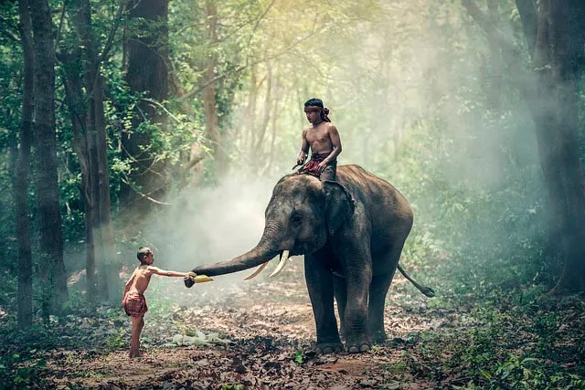 Слоны слоны