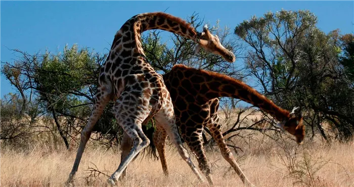 Описание животного жирафа