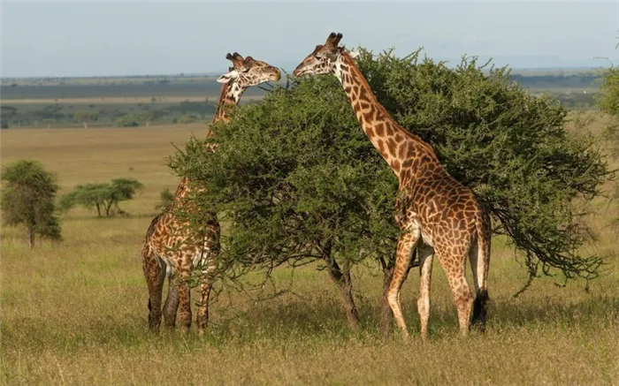 К сожалению, их длинные ноги не позволяют жирафам бегать.