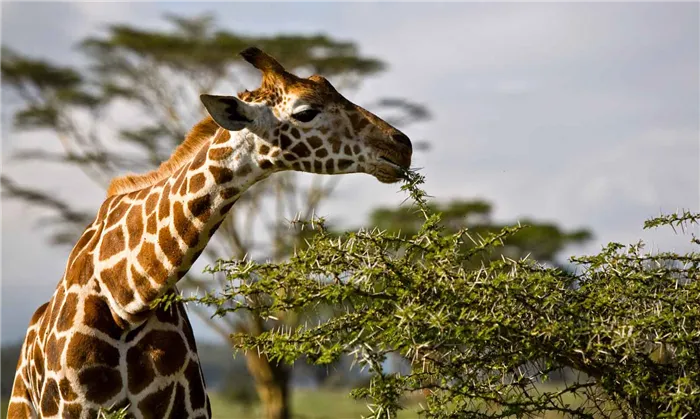 Жирафы едят листья
