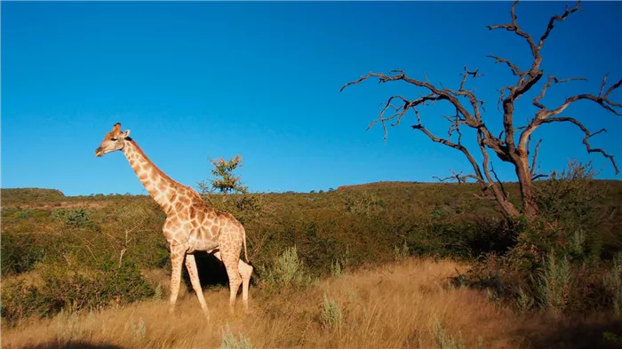 Жирафы стоят вертикально или спят лежа