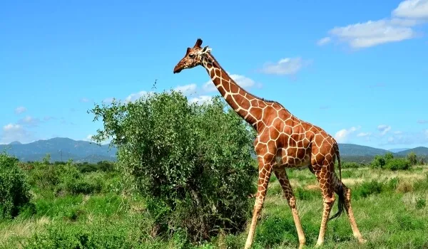 Жирафы живут в Африке.