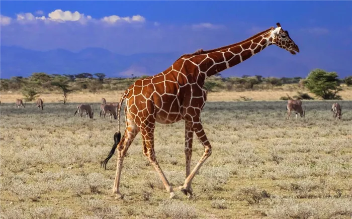 Жираф ест выгодную акацию