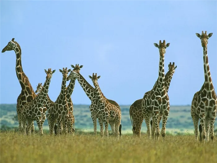 Язык жирафа может справиться даже с колючей проволокой!