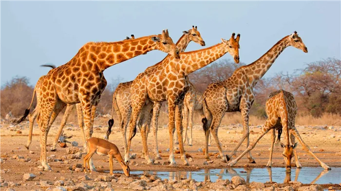 Изображения сетей жирафа