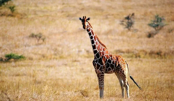 Фото: животное жираф.