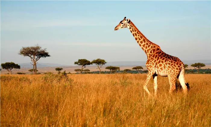 Жирафы - уникальные животные