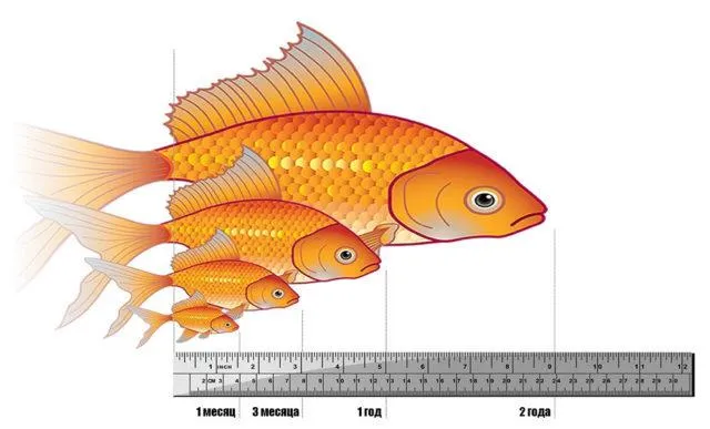 Как растут золотые рыбки?