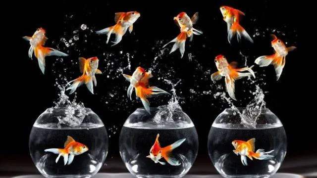 Золотые рыбки выпрыгивают из аквариумов