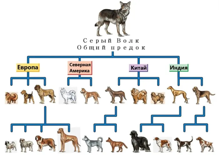 Происхождение собак от общего предка