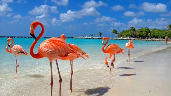 Розовые фламинго на пляжах Арубы - обычное явление