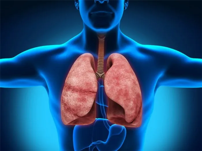 Важность дыхательной системы