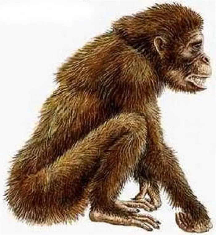 Останки Dryopithecus в Восточной Африке и Евразии.