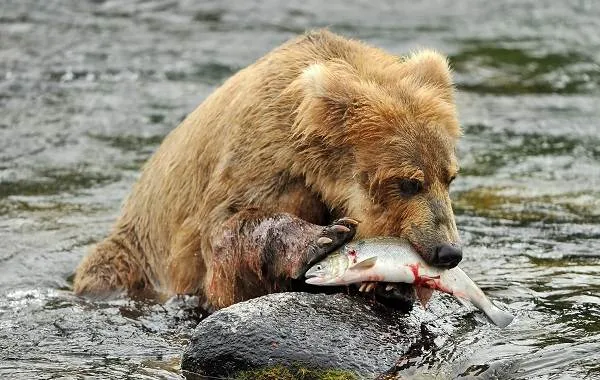 Бурые медведи - Животные - Описание жизни и среды обитания бурых медведей - 21