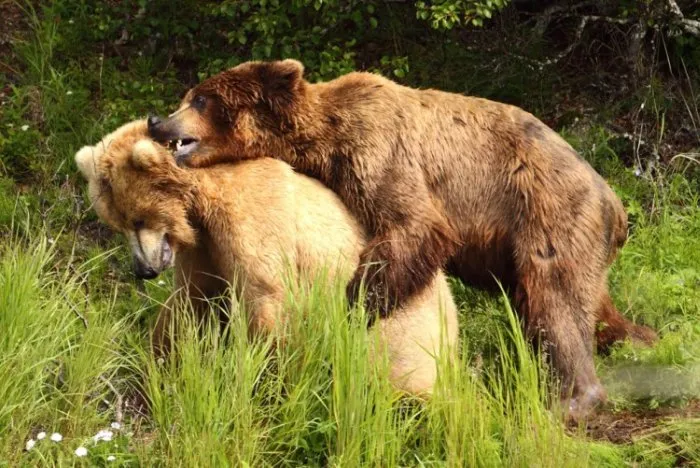 Скрещивание медведей