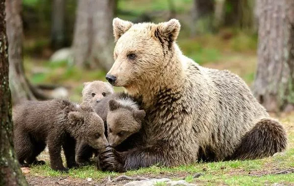 Бурые медведи - Животные - Описание особенностей жизни и среды обитания бурого медведя-23