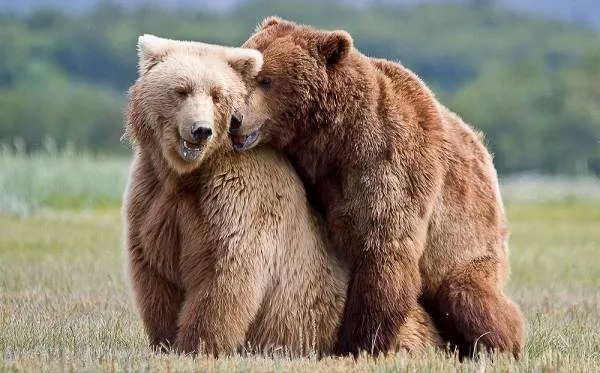 Бурые медведи - Животные - Бурые медведи в отношении описания вида и среды обитания - 22