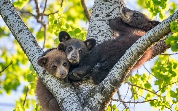 Бурые медведи - Животные - Описание жизни - Виды и окружающая среда - Виды - Бурые медведи - 24