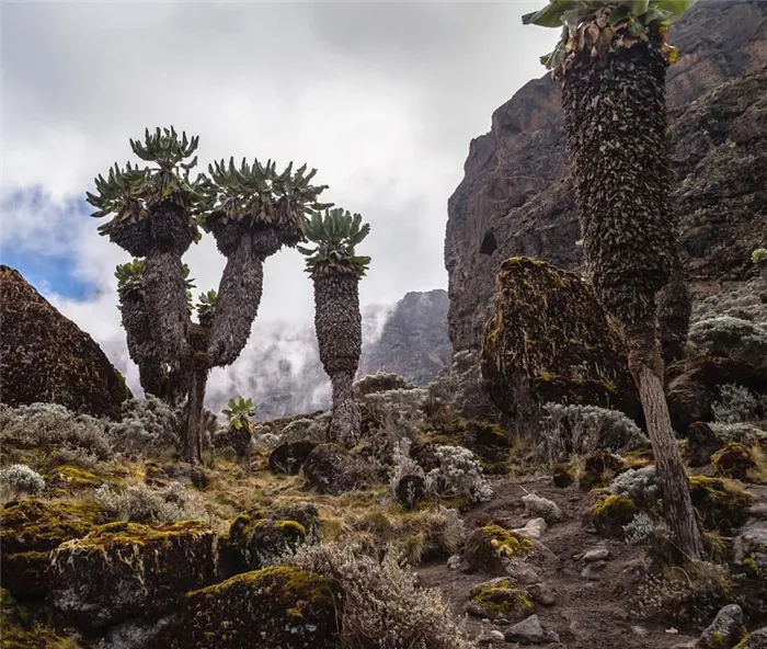 Лобелия на горе Килиманджаро