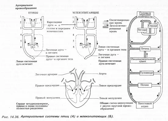 Циркуляторная система червя аннелиды
