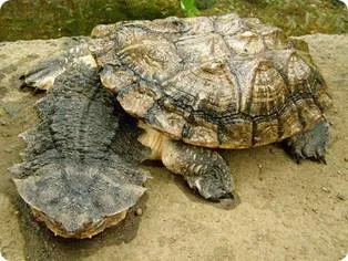 Черепаха мата-мата