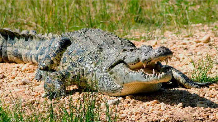 Описание и фото нильского крокодила