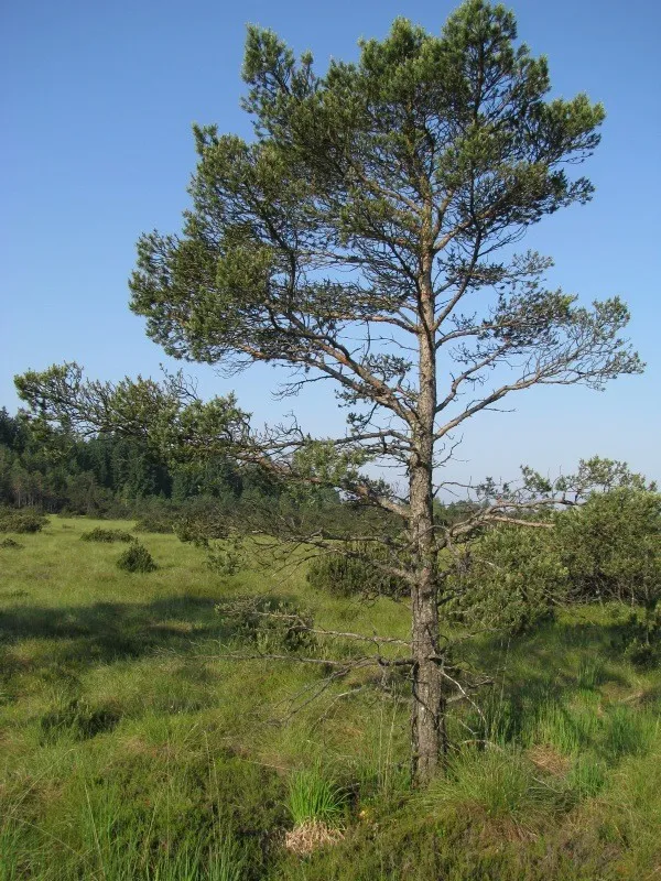 Pinus sylvaticus.
