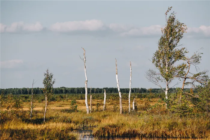 Леса сменяют болотные растительные сообщества