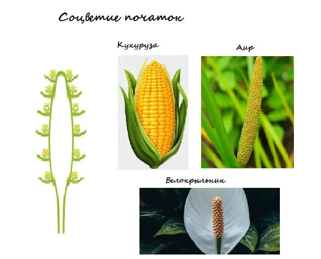 Сложный початок. Соцветие кукурузы схема. Растения с соцветием початок. Кукуруза соцветие початок. Тип соцветия початок.