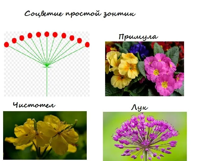 Простой зонтик растения. Схема соцветия чистотела. Растения с соцветием зонтик. Тип соцветия зонтик. Соцветие зонтик примула.