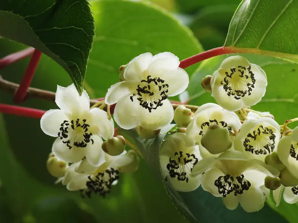 Цветы актинидии. Фото с сайта happymodern.ru