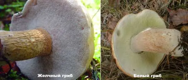 ложный белый гриб