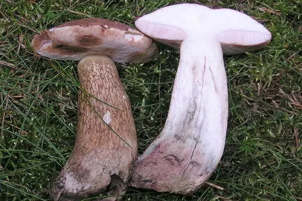 ложный белый гриб