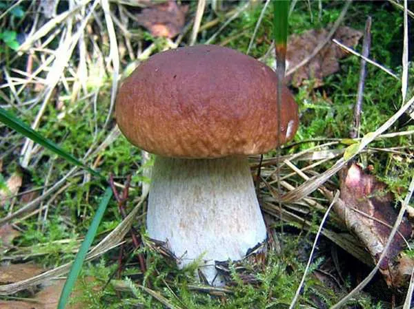 белый гриб описание
