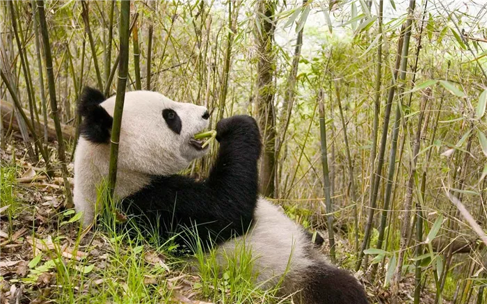 Панда - бамбуковый медведь