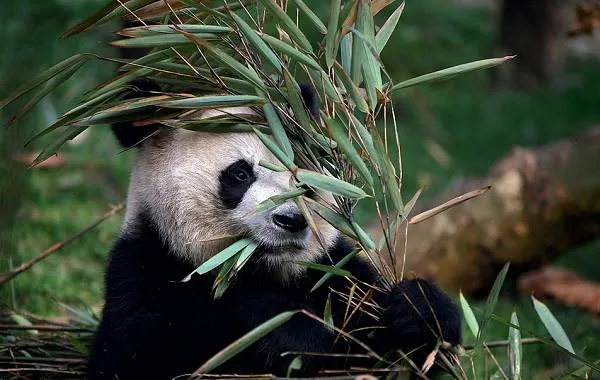 Панда-животное-Описание-особенности-образ-жизни-и-среда-обитания-панды-13