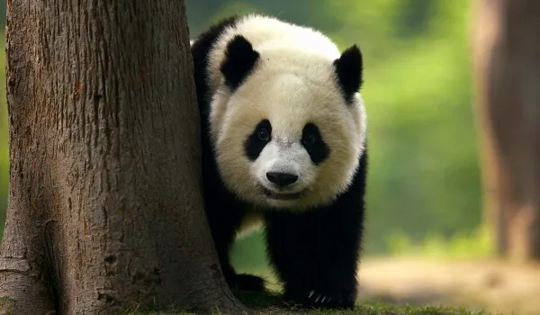 Фото: Большая белая панда