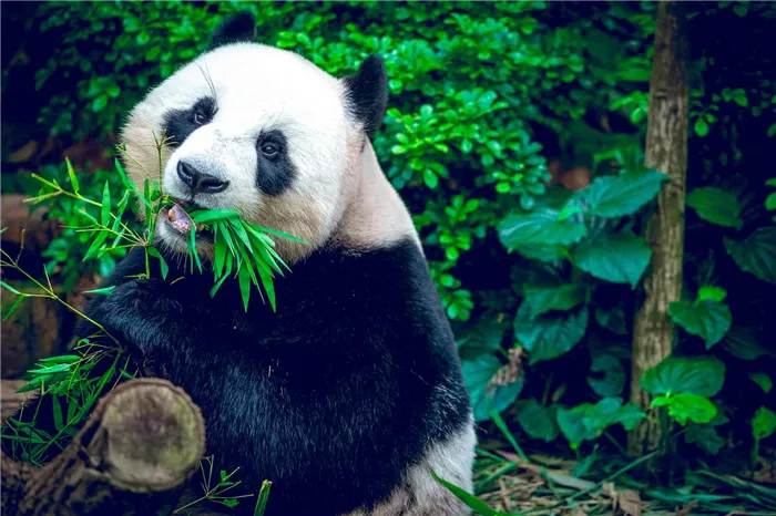 Панда - редкое животное