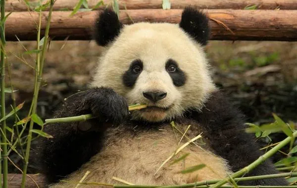 Панда-животное-Описание-особенности-образ-жизни-и-среда-обитания-панды-6
